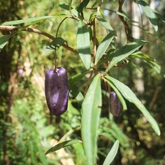 Billardiera macrantha