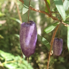 Billardiera macrantha