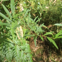 Billardiera macrantha