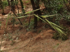 Brachypodium sylvaticum