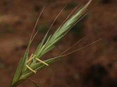 Brachypodium sylvaticum