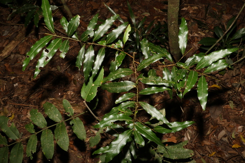 Image of Cinnamomum oliveri by (c) Greg Tasney, some rights reserved (CC BY-SA)