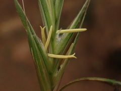 Brachypodium sylvaticum