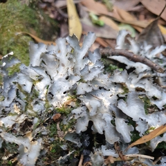 Pseudocyphellaria dissimilis