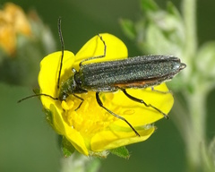 Oedemera virescens
