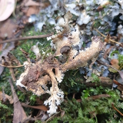 Pseudocyphellaria dissimilis