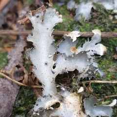 Pseudocyphellaria dissimilis