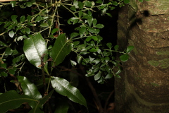 Citrus australasica