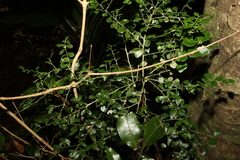 Citrus australasica