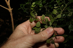 Citrus australasica