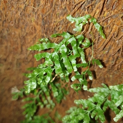 Trichomanes venosum