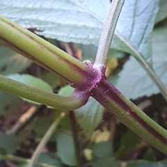 Plectranthus ecklonii