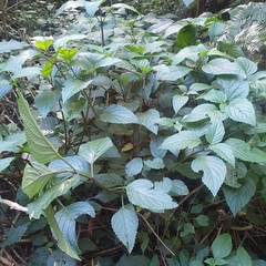 Plectranthus ecklonii