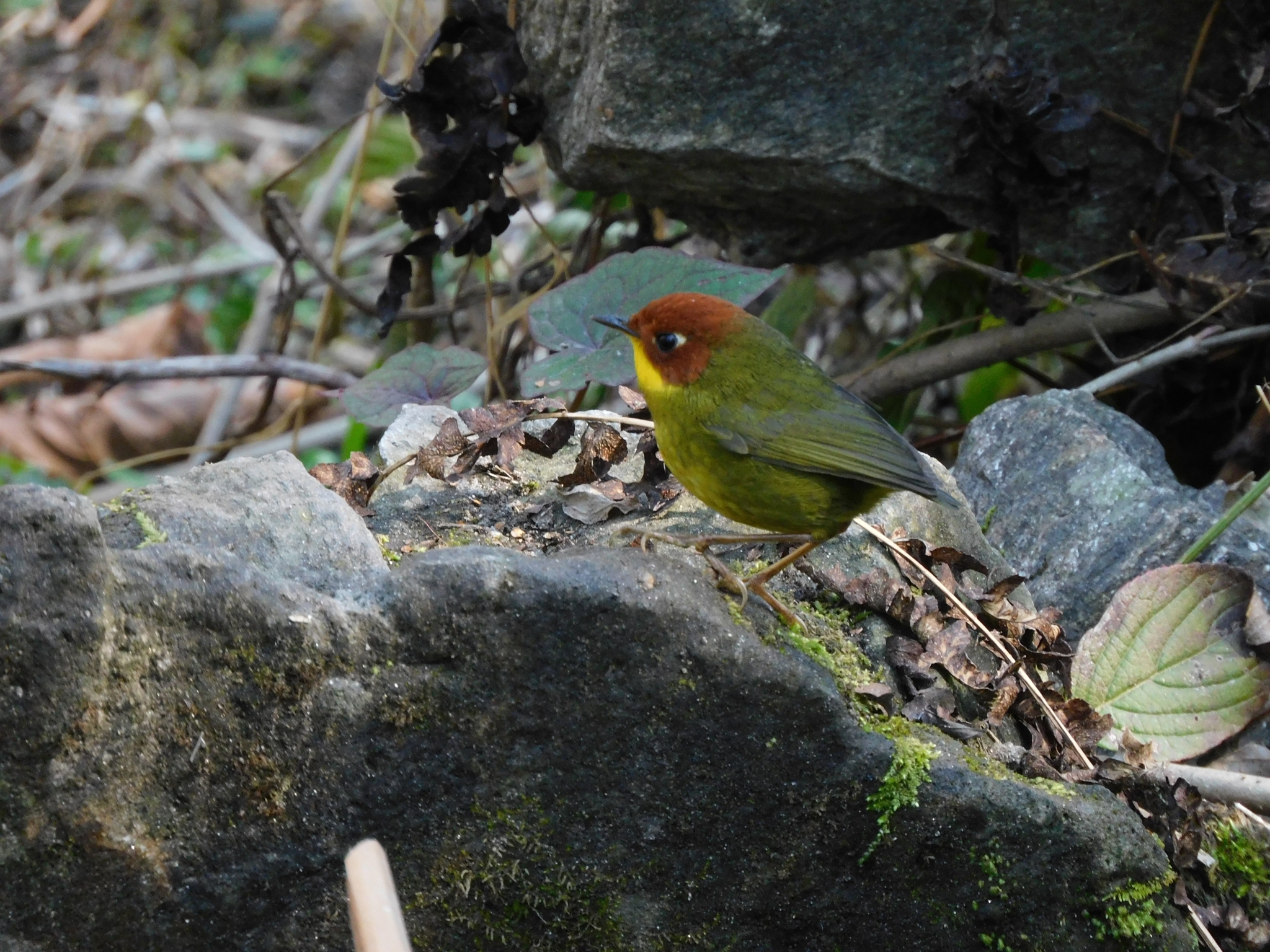 Chestnut-headed Tesia (Cettia castaneocoronata), photo 2