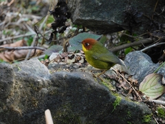 Cettia castaneocoronata