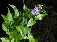 Epilobium palustre