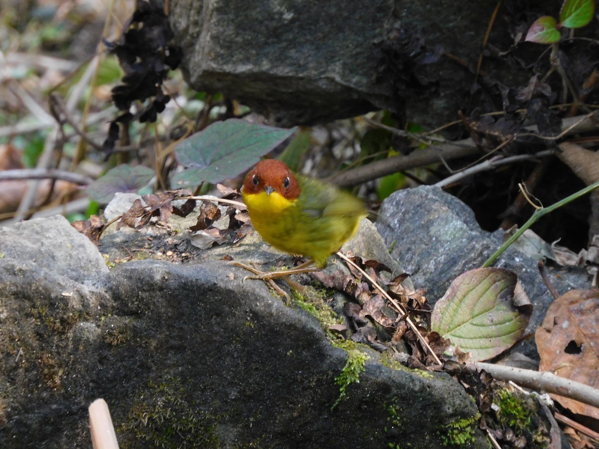 Chestnut-headed Tesia (Cettia castaneocoronata), photo 3