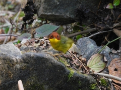 Cettia castaneocoronata
