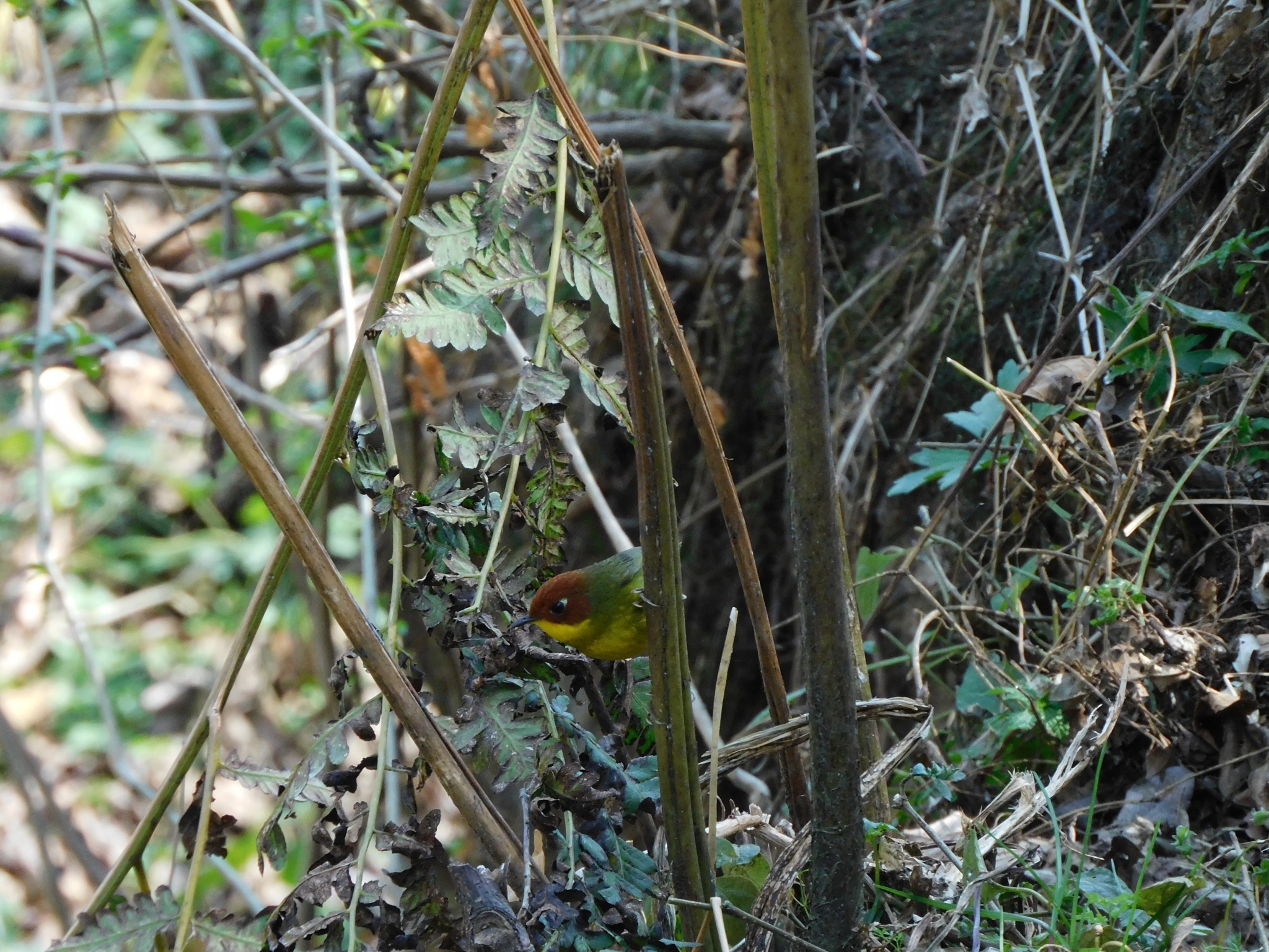 Chestnut-headed Tesia (Cettia castaneocoronata), photo 10