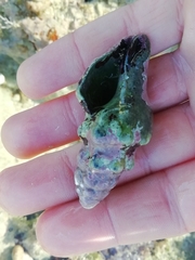 Tarantinaea lignaria