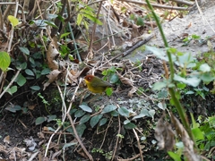 Cettia castaneocoronata
