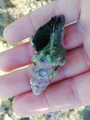 Tarantinaea lignaria