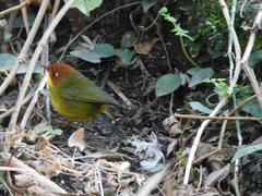 Cettia castaneocoronata