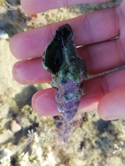 Tarantinaea lignaria