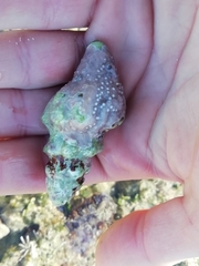 Tarantinaea lignaria