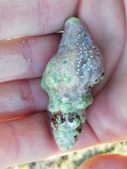 Tarantinaea lignaria