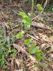 Dioscorea communis
