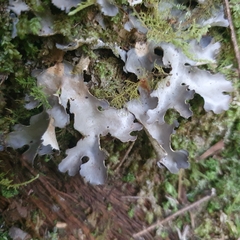 Pseudocyphellaria dissimilis