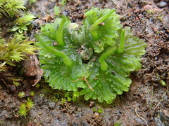 Anthoceros agrestis