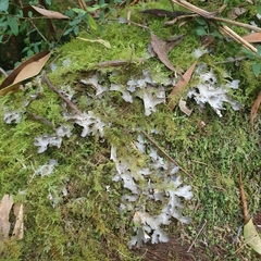 Pseudocyphellaria dissimilis