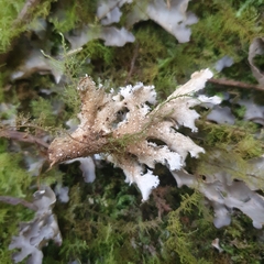 Pseudocyphellaria dissimilis
