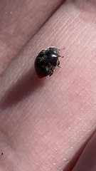 Rhyzobius forestieri