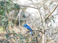 Tarsiger rufilatus