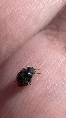 Rhyzobius forestieri