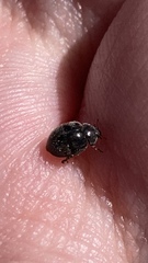 Rhyzobius forestieri