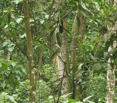 Leptopogon rufipectus