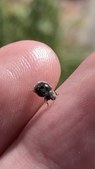 Rhyzobius forestieri