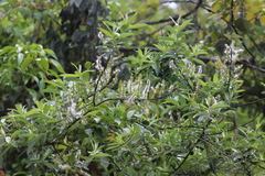 Salix chaenomeloides