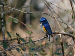 Tarsiger rufilatus