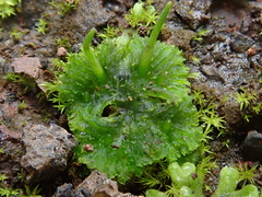 Anthoceros agrestis
