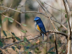 Tarsiger rufilatus