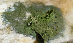 Scoliciosporum umbrinum