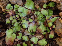 Targionia hypophylla