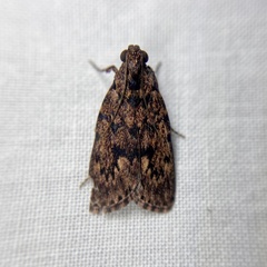 Mimaglossa nauplialis