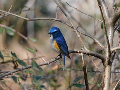 Tarsiger rufilatus