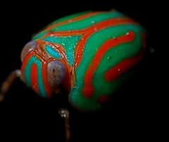 Hemisphaerius interclusus